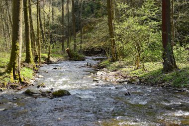 Ormandaki güzel nehir