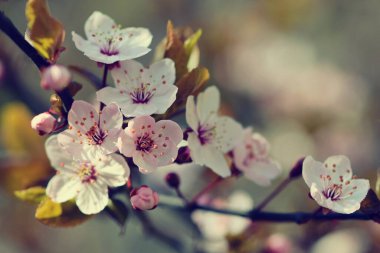 Güzel çiçek açan Japon kirazı, Sakura. Bir bahar günü çiçekli arka plan. 