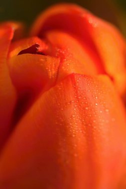 Güzel botanik fotoğrafı, doğal duvar kağıdı.