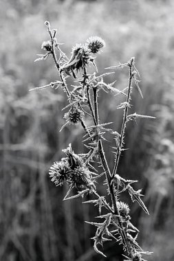 Güzel botanik fotoğrafı, doğal duvar kağıdı.