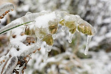 Kış ormanlarında ağaç dallarında sarkıtlar