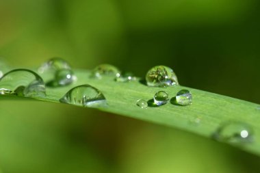 yeşil çimen, bitki ve yapraklar