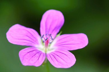 Bahçedeki güzel pembe çiçek