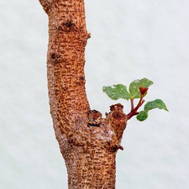 Ağaç gövdesi, bitki örtüsü ve doğa