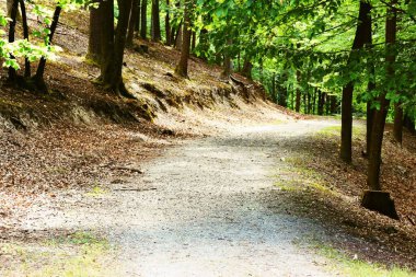 Ormandan geçen bir yol