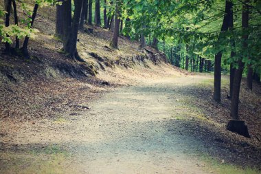 Ormanda patikası olan güzel bir manzara.