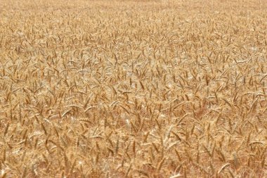 Kırsalda buğday tarlası