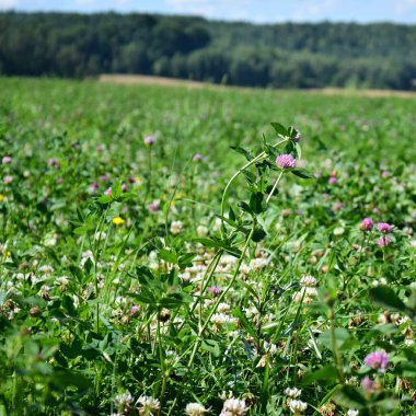 Tarladaki güzel çiçekler