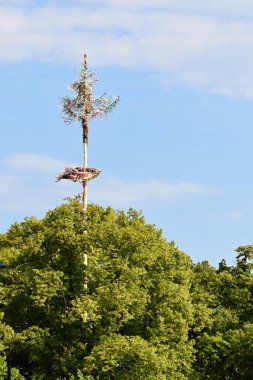 a low angle shot of a tree in the park