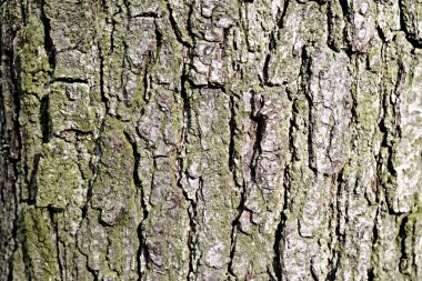 eski ahşap arkaplan dokusu