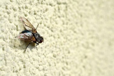 Beyaz duvar yüzeyinde bir böceğin yakın çekimi.