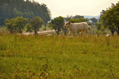 Çayırda otlayan inekler.