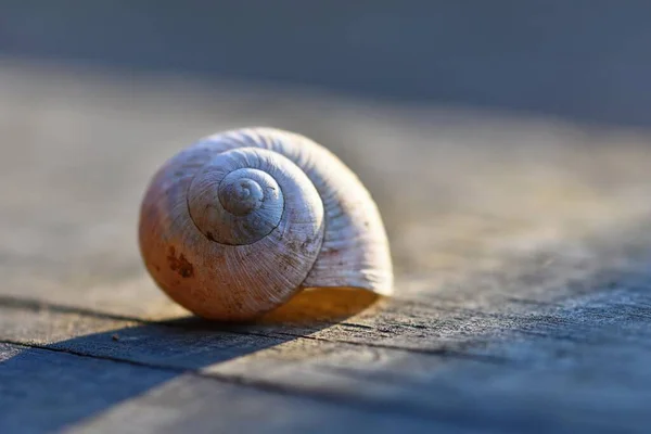 Closeup Shot Snail Wooden Surface — Stock Photo, Image