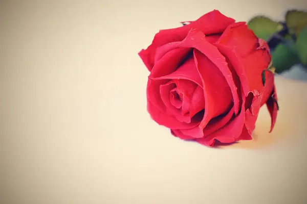 red rose flower on white background.