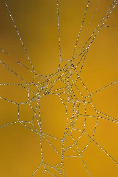 Ένα Κοντινό Πλάνο Ενός Ιστού Αράχνης Ένα Θολό Φόντο — Φωτογραφία Αρχείου
