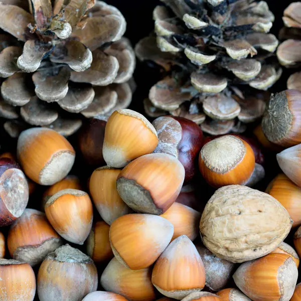 Různé Ořechy Kornouty Podzim — Stock fotografie