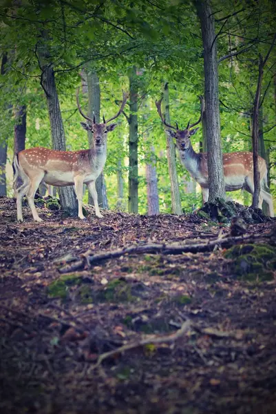 Deer Forest — Stock Photo, Image