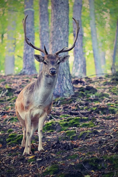 beautiful deer stag in autumn season. stag in the forest