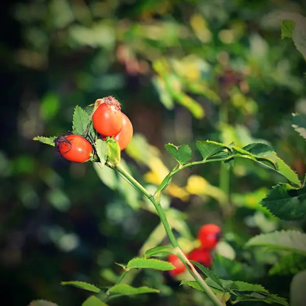 成熟的红玫瑰在枝头上 — 图库照片