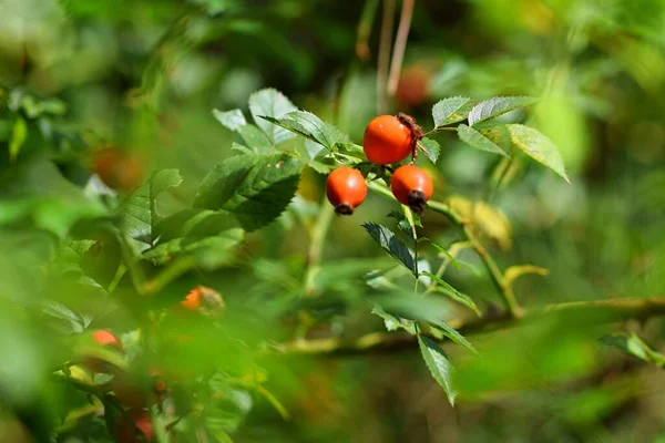 花园里的樱桃西红柿 — 图库照片