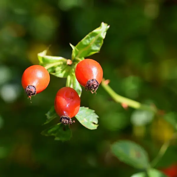 花园里一棵树上的红色浆果 — 图库照片