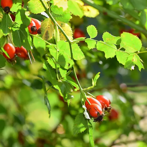 花园里的醋栗成熟的红色浆果 — 图库照片