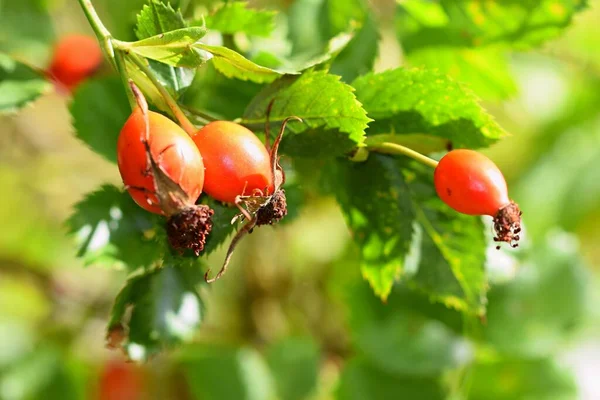 成熟的红色浆果在树上 — 图库照片