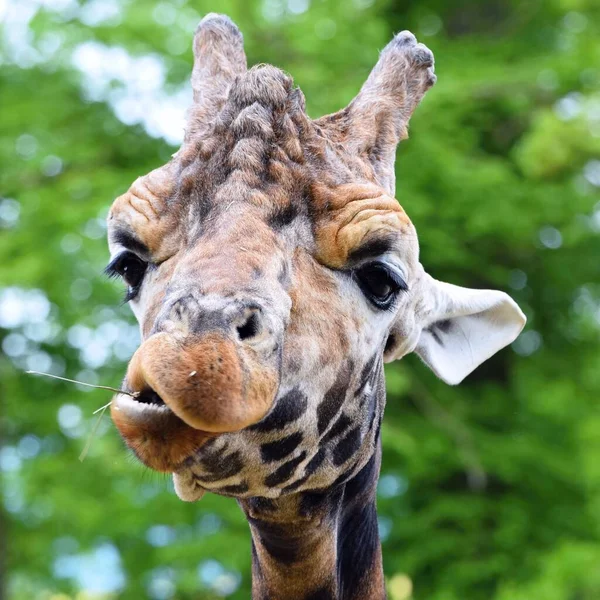 Giraffa Allo Zoo — Foto Stock