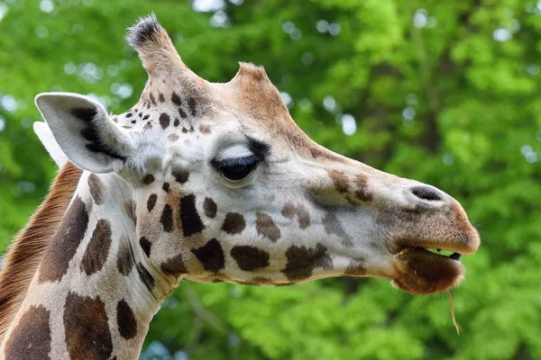 Primo Piano Una Giraffa — Foto Stock