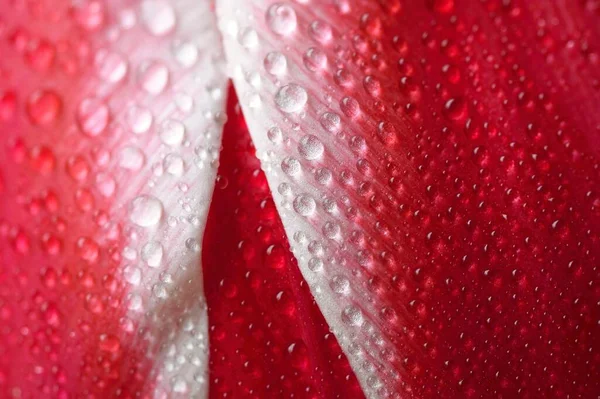Red Rose Dew Drops Macro Shot Selective Focus — Stock Photo, Image