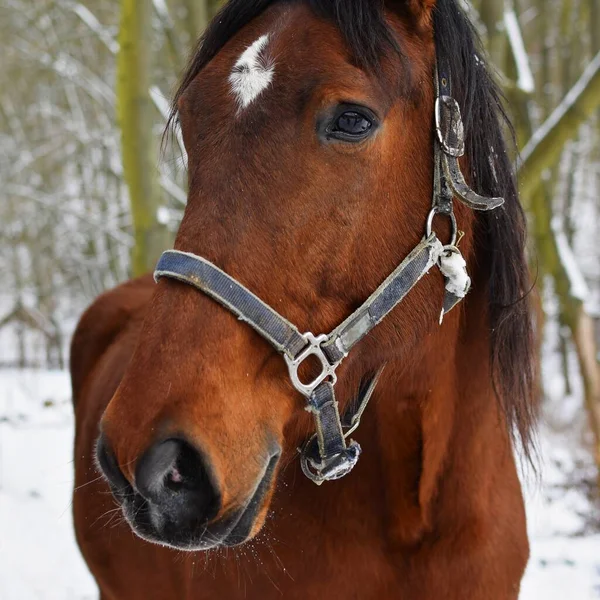 brown horse with red nose
