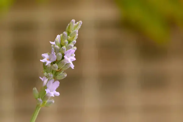 Цветы Lavender Nature — стоковое фото