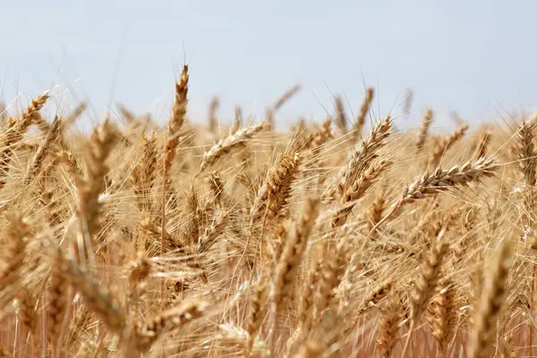 成熟小麦的金色田野 — 图库照片