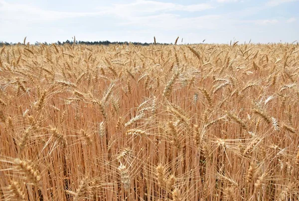 晴れた日の熟した小麦のフィールド — ストック写真
