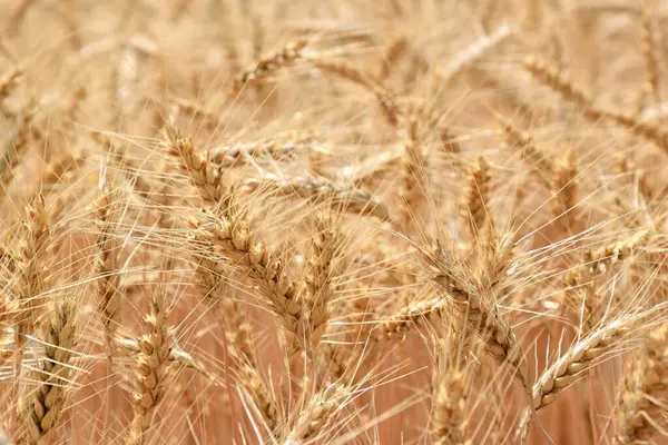 Пшеничное Поле Сельскохозяйственная Концепция — стоковое фото