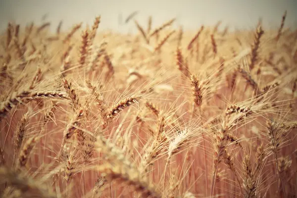 Buğday Tarlası Tarım Doğa Çiftliği — Stok fotoğraf