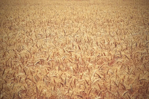 フィールド内の小麦の分野 — ストック写真