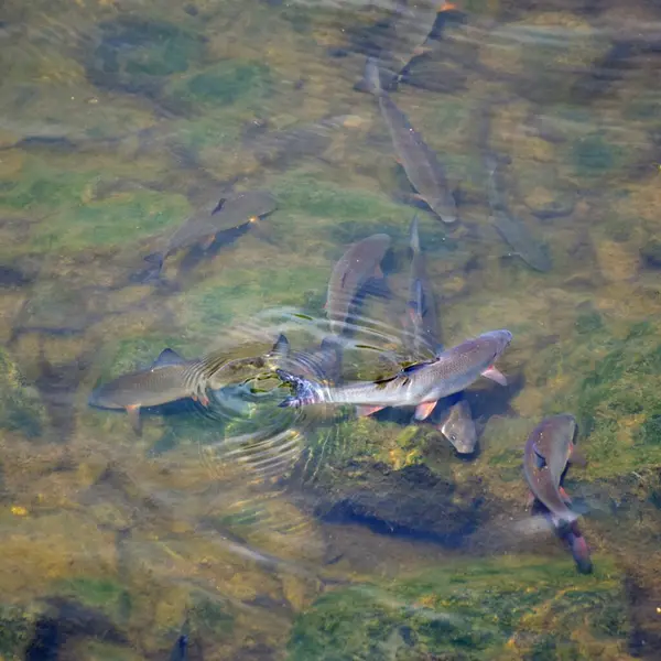 a closeup shot of a fish on a lake