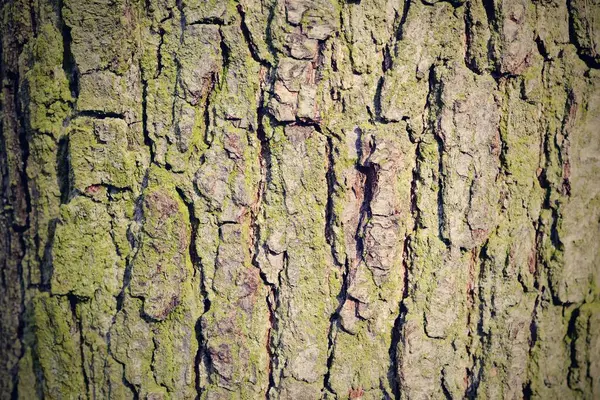 Grüne Rindenstruktur Alte Baumstammtextur Hintergrund — Stockfoto