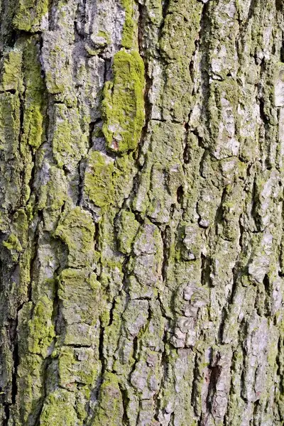 Ağaç Kabuğu Doku Arka Plan — Stok fotoğraf