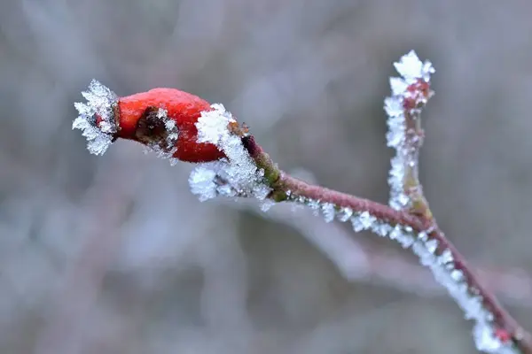 Rosa Vermelha Inverno — Fotografia de Stock