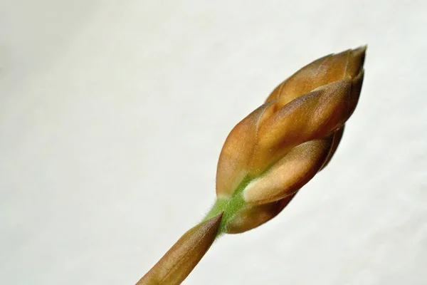 Macro Photography Flower Bud — Stock Photo, Image