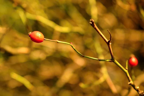 Rose Rouge Sur Une Branche — Photo