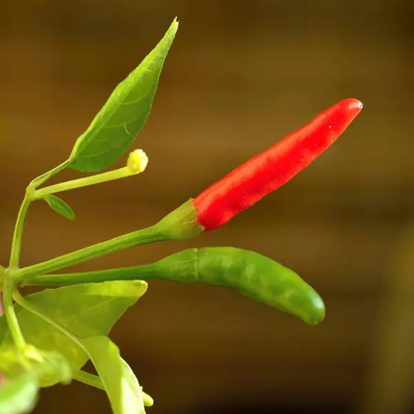 Червоний Гарячий Перець Чилі Саду — стокове фото