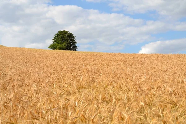 Güzel Manzaralı Buğday Tarlası — Stok fotoğraf