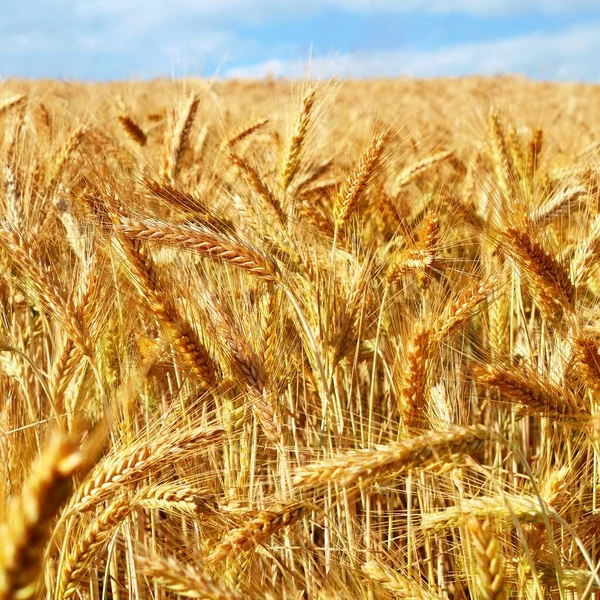 晴れた日の麦畑 — ストック写真