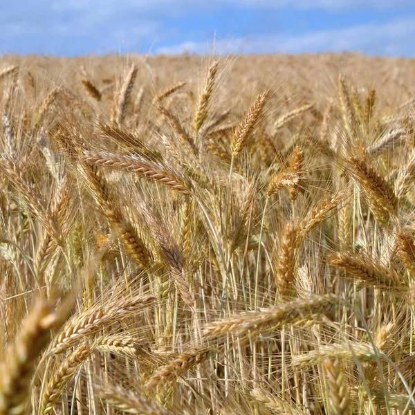 Пшеничне Поле Влітку — стокове фото