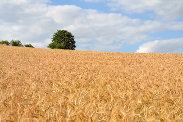Buğday Altın Alan — Stok fotoğraf
