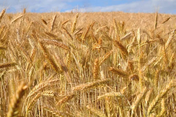 Golden Wheat Fields Northern Argentina — Photo