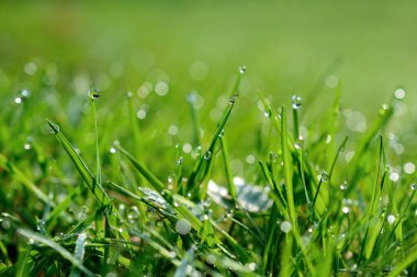 Çiyli yeşil çimen